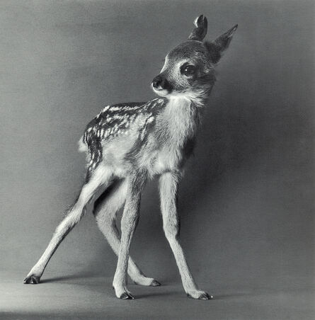 Michael O'Neill, ‘European Roe Deer, "Muni"’, 1991