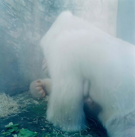 Rinko Kawauchi, ‘Untitled, from the series 'AILA'’, 2005