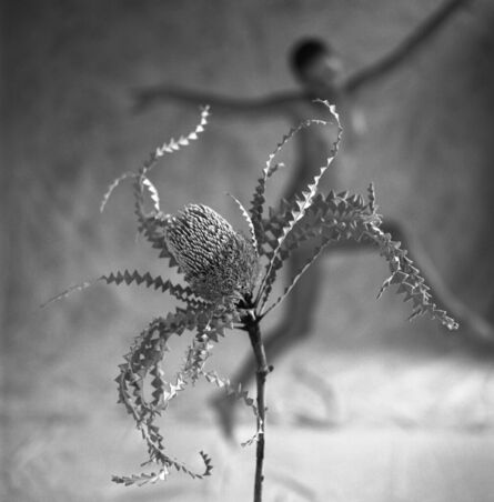 Mark Arbeit, ‘Banksia’, 1987