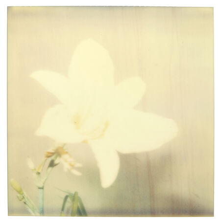 Stefanie Schneider, ‘Flower (29 Palms, CA)’, 1999