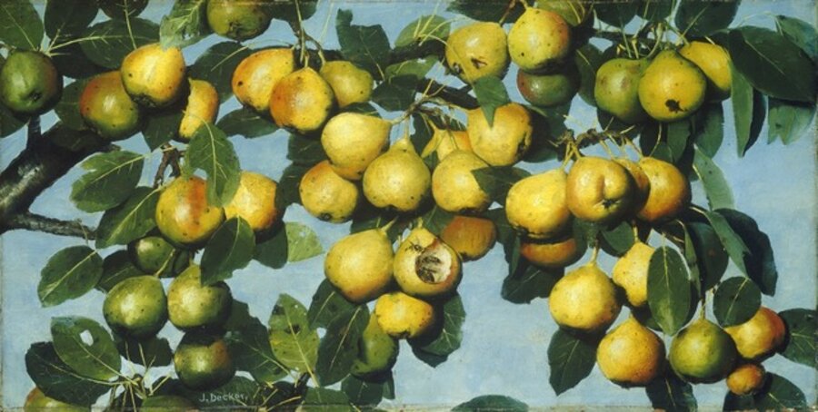 Ripening Pears