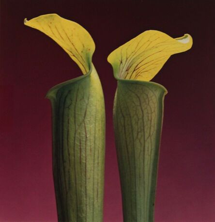 Robert Mapplethorpe, ‘Double Jack in the Pulpits’, 1986