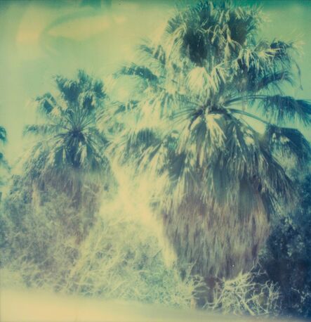 Stefanie Schneider, ‘Blue Sky Palm Trees’, 2005