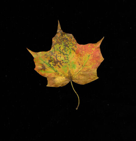 Meridel Rubenstein, ‘Fall Palette Maple Leaf, Vermont’, 2011