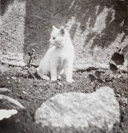 Dora Maar, ‘Savoie Cat (Chat Savoie) III’, ca. 1935