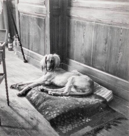Dora Maar, ‘Kazbek, Picasso's Dog, Paris, (Kazbek, le Chien de Pablo Picasso, Paris)’, ca. 1940