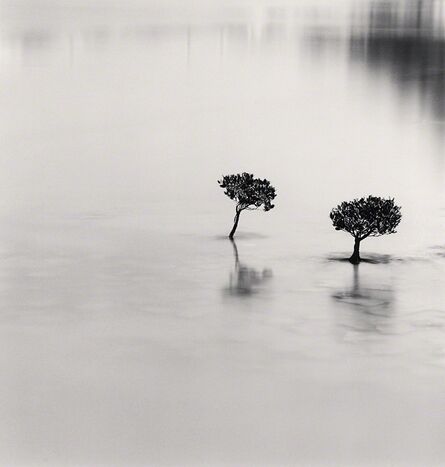 Michael Kenna, ‘Two Mangrove Plants, Lantau Island, Hong Kong’, 2007