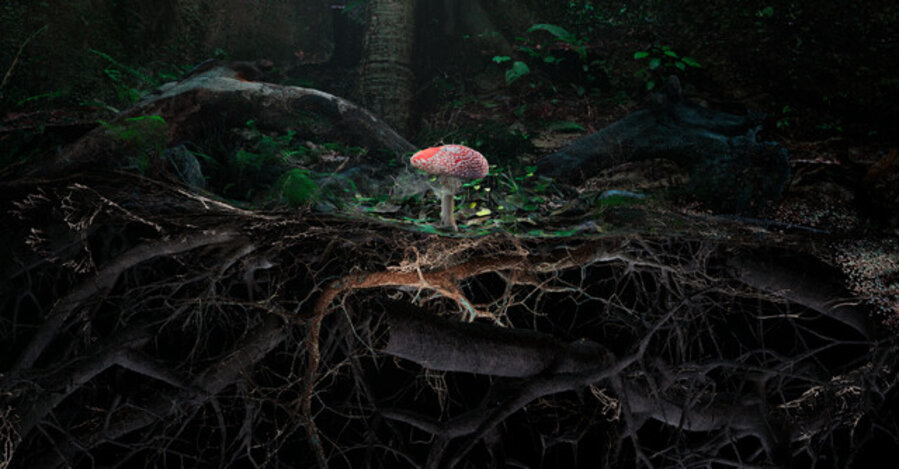 Poetics of Soil: Fly Agaric II
