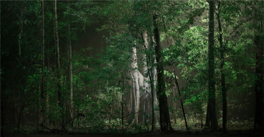 Dissolving Forest