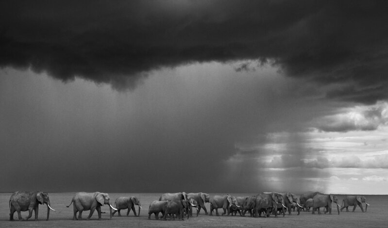 David Yarrow, ‘The Gathering Storm’, 2012, Photography, Archival Pigment Print, CAMERA WORK