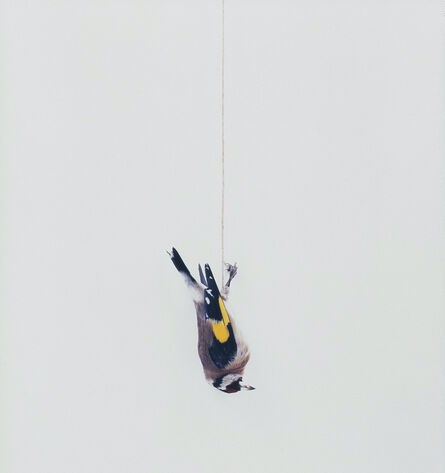 Eric Poitevin, ‘Sans titre (Oiseaux)’, 2012-2020