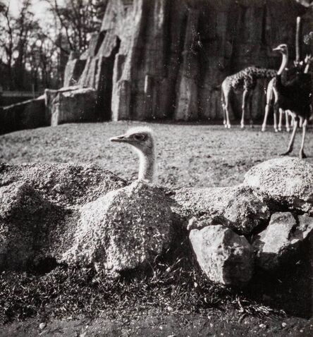 Dora Maar, ‘Menagerie (Ostriches, Giraffes), (Mengarie [Austriches, Girafes])’, ca. 1935
