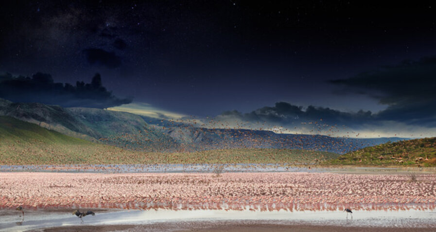 Lesser Flamingos, Lake Bogoria, Kenya, Africa, Day to Night