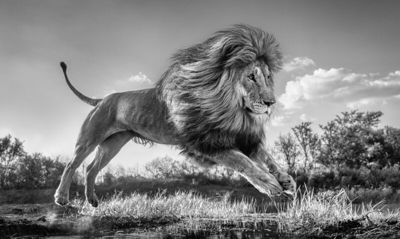 David Yarrow, ‘Succession’, 2022, Photography, Archival Pigment Photograph, Holden Luntz Gallery