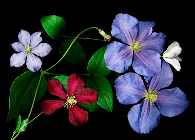 The New Motion Gallery