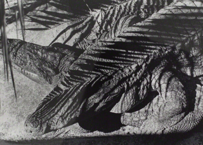 Independent Curators International (ICI)