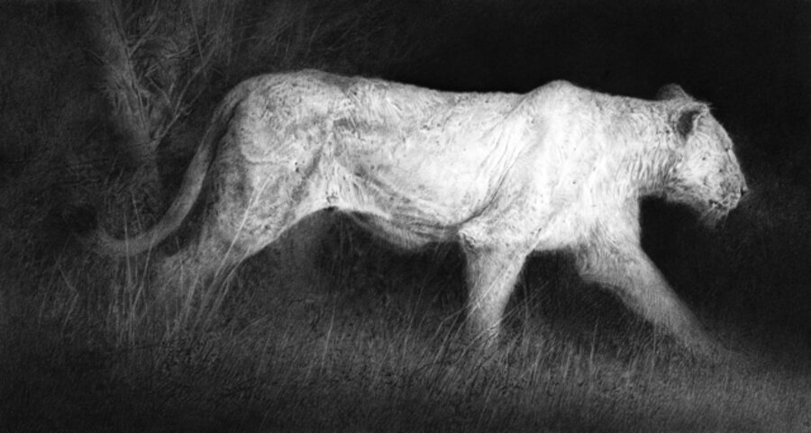The Last Lioness