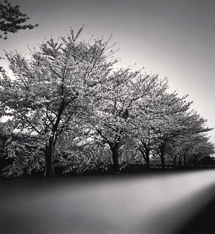 Michael Kenna, ‘Cherry Blossoms, Nara, Honshu, Japan. ’, 2002