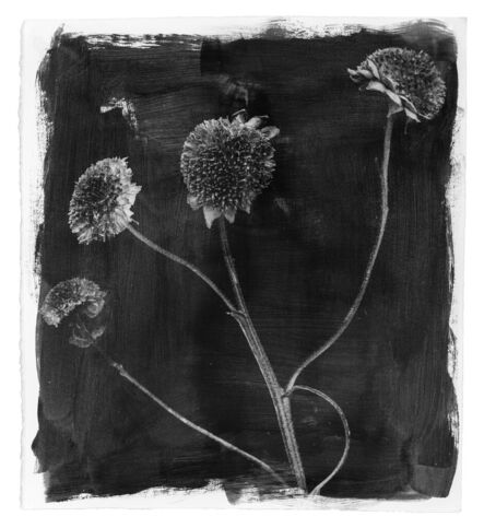 Stephen Inggs, ‘Sunflower’, 2003