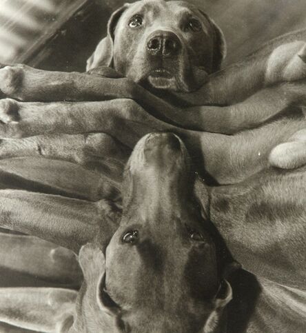 William Wegman, ‘Dog Cabin (From Man Ray:  A Portfolio of 10 Photographs)’, 1982