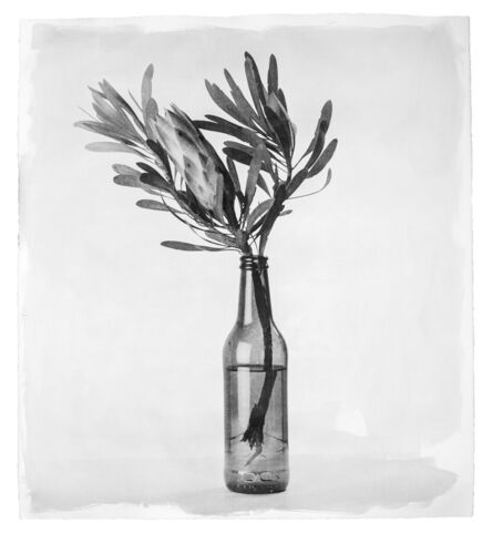 Stephen Inggs, ‘Protea in Bottle’, 2022