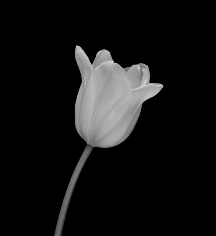 Mariana Cook, ‘White Tulip, New York City, 7 February 2000, 1:45pm’, 2000