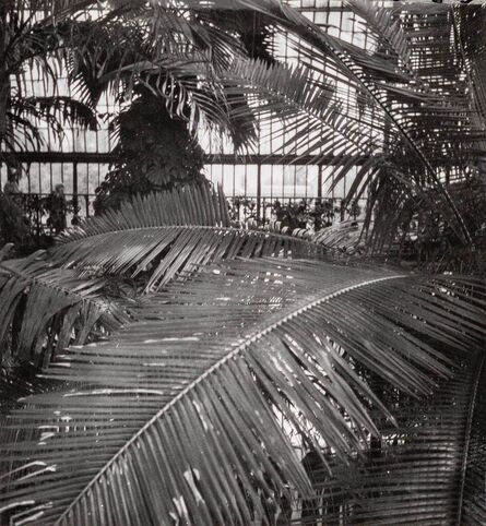 Dora Maar, ‘Interior of a Greenhouse at Kew Gardens, London, (Intèrieur d'une Serre de Kew Gardens, London)’, 1934