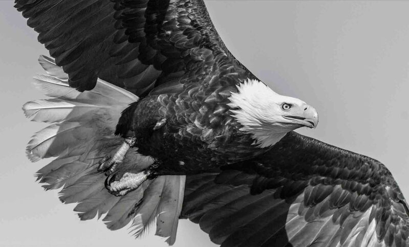 David Yarrow, ‘American Eagle’, 2017-2020, Photography, Museum Glass, Passe-Partout & Black wooden frame, Leonhard's Gallery