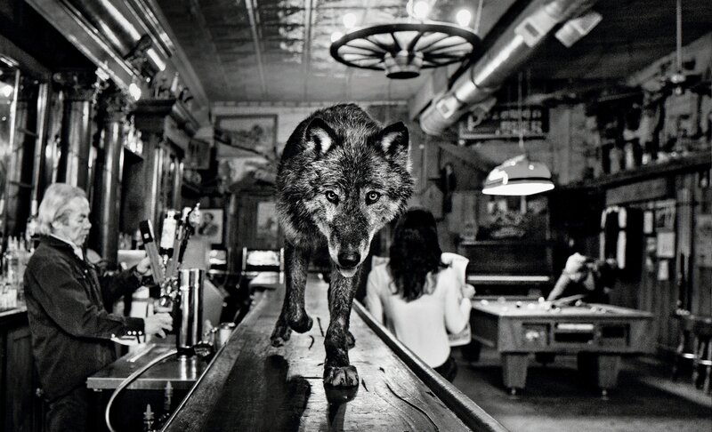 David Yarrow, ‘The Wolf Of Main St’, 2015, Photography, Archival Pigment Print, Hilton Contemporary