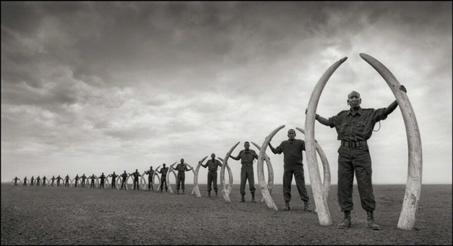 Rangers (Line Of) With Tusks Of Killed Elephants, Amboseli