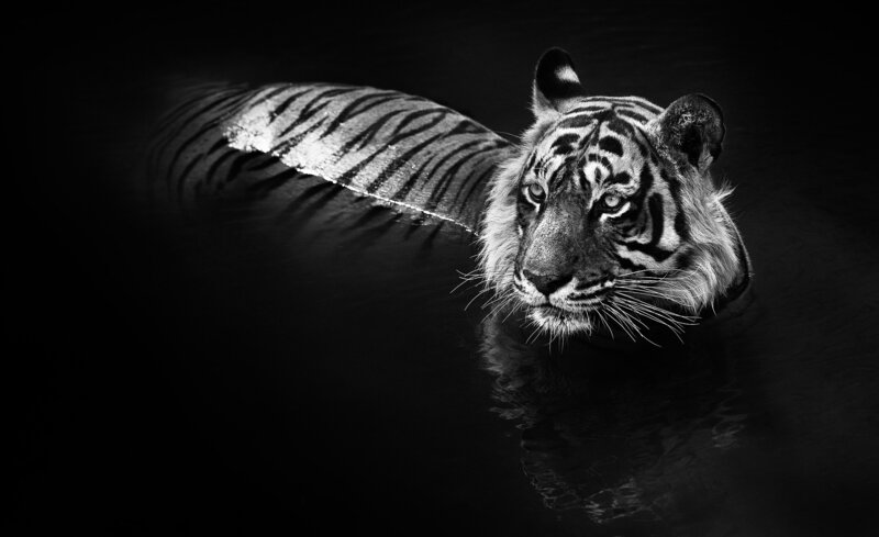 David Yarrow, ‘The Killer’, 2022, Photography, Archival Pigment, Whistler Contemporary 