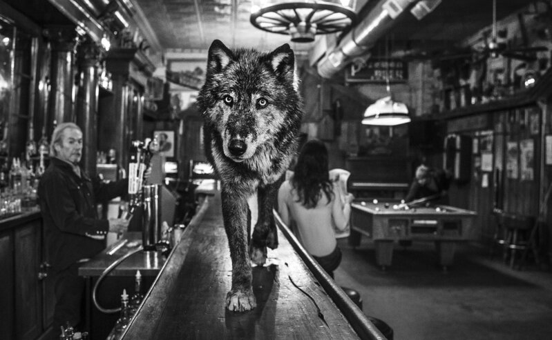 David Yarrow, ‘The Wolf Of Main Street II’, 2015, Photography, Museum Glass, Passe-Partout & Black wooden frame, Leonhard's Gallery