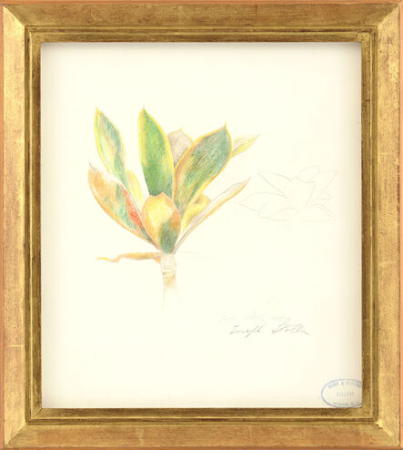 Joseph Stella, ‘Magnolia’, 1919