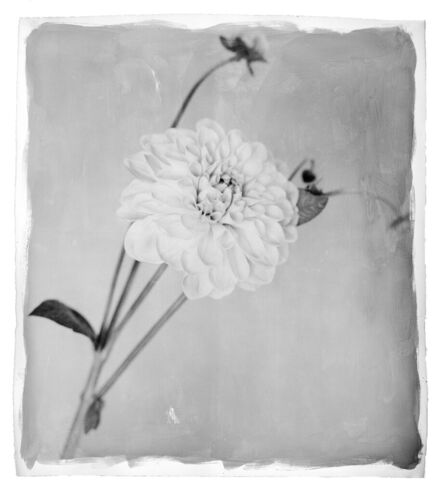 Stephen Inggs, ‘Chrysanthemum stem,’, 2022