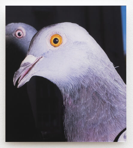 Meg Porteous, ‘Pigeon Portrait #1’, 2022