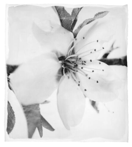 Stephen Inggs, ‘Almond Blossom,’, 2022