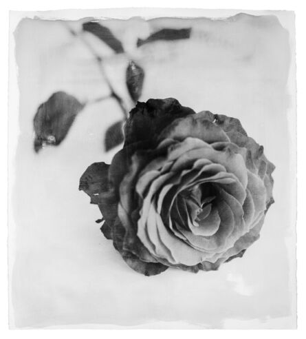 Stephen Inggs, ‘Dark Rose’, 2022