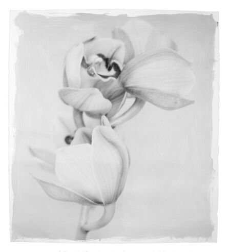 Stephen Inggs, ‘Orchid’, 2022