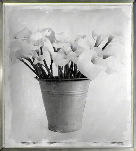 Stephen Inggs, ‘Arum Lillies’, 2007