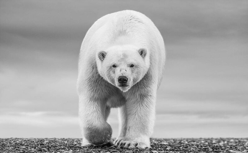 David Yarrow, ‘The North Slope’, 2018, Photography, Archival Pigment Print, CAMERA WORK