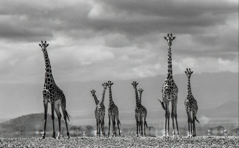 David Yarrow, ‘Giraffe City’, 2016, Photography, The photo is framed in a very exclusive handmade black wooden block frame with a hand-stretched cotton passe-partout and museum glass., Kunsthuis Amsterdam