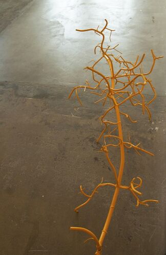 Dalya Luttwak: Roots: Nature's Hidden Beauty, installation view