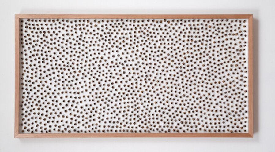 Dense Random Pattern of Eucalyptus torquata Gumnuts on Board