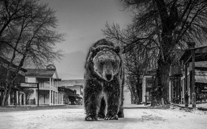 David Yarrow, ‘Out Of Towner’, 2019, Photography, Archival Pigment Print, Maddox Gallery