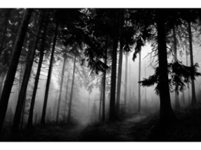 Forests by Robert Longo