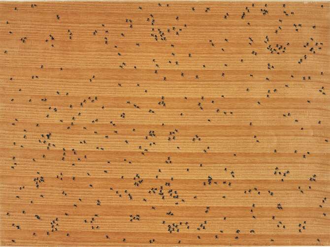 Insects by Ed Ruscha