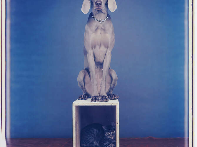 Polaroids by William Wegman