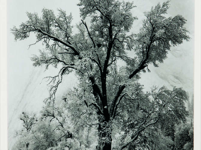 Trees by Ansel Adams