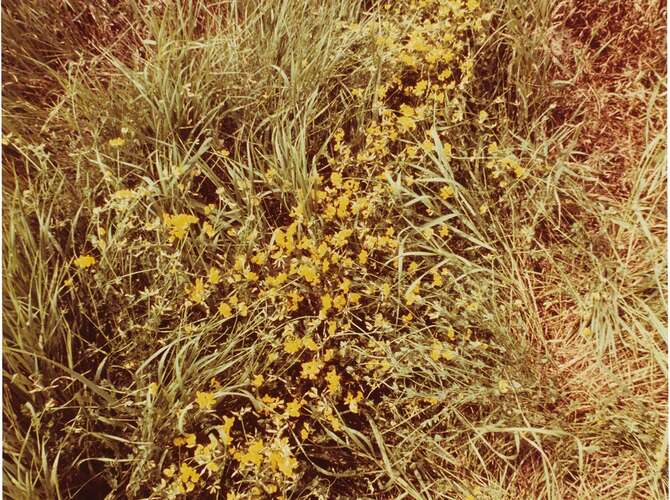 Silueta Series by Ana Mendieta