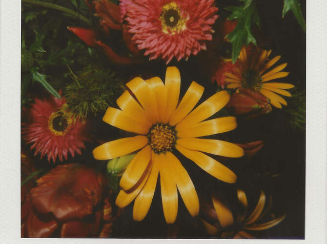 Flowers by Nobuyoshi Araki